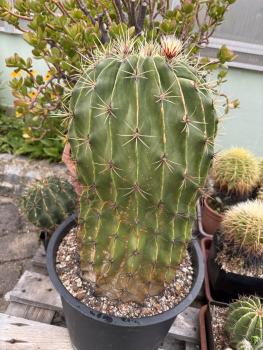 Preview: Ferocactus histrix